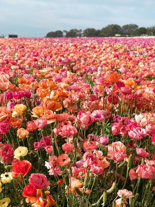 While at allwestregionals.com visit the Carlsbad Flower Fields